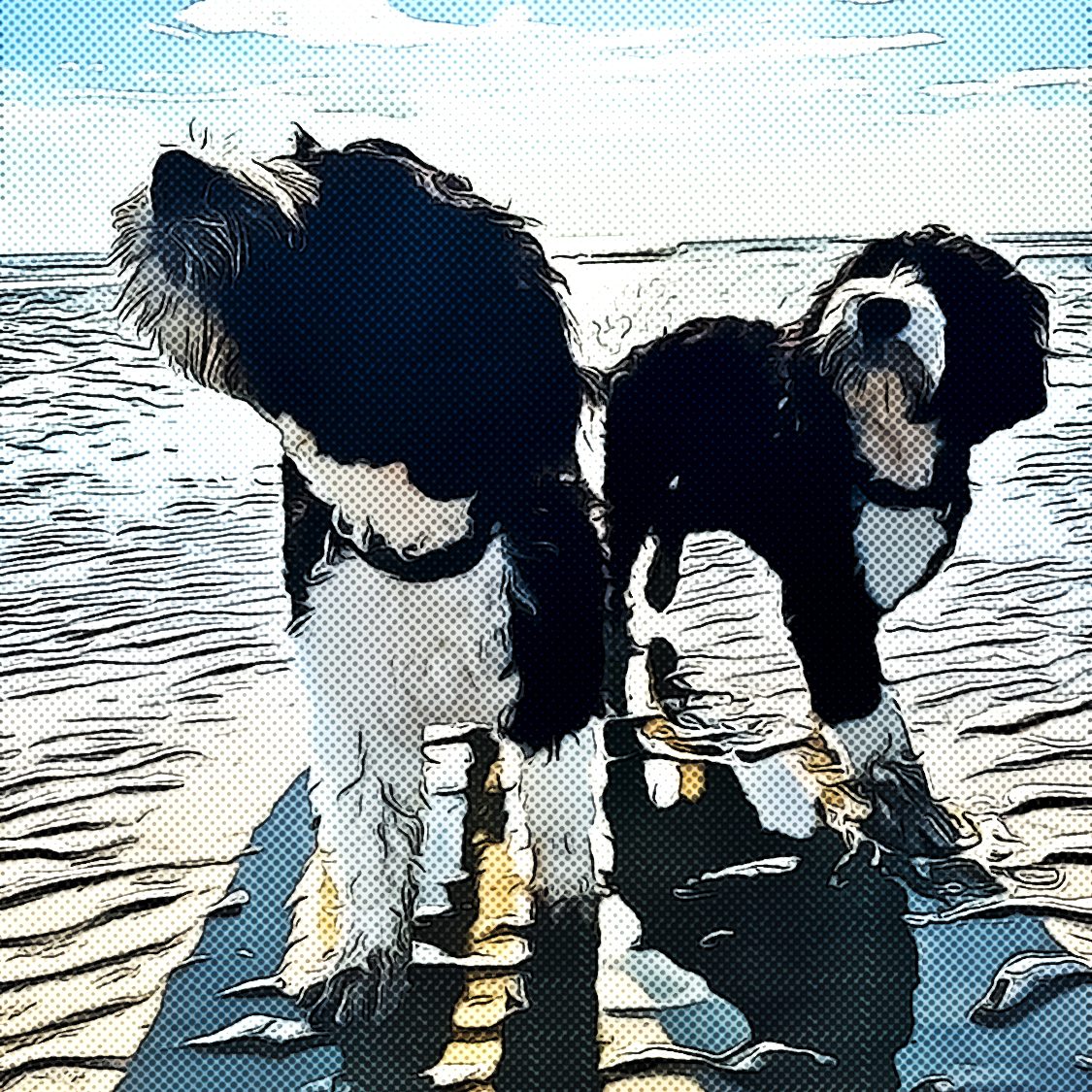 Moose and BoBo, Portuguese Water Dogs, standing by the sea